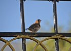 Ringmus Passer (vrouwtje) Montanus - Ulaanbaatar 06-08-2016 (1)